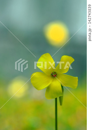 黄色いオオキバナカタバミの花 142743839