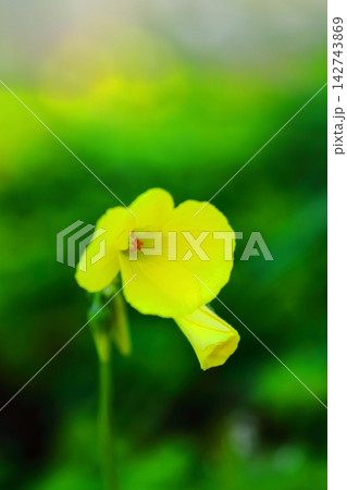 黄色いオオキバナカタバミの花 黄色いオオキバナカタバミの花 142743869