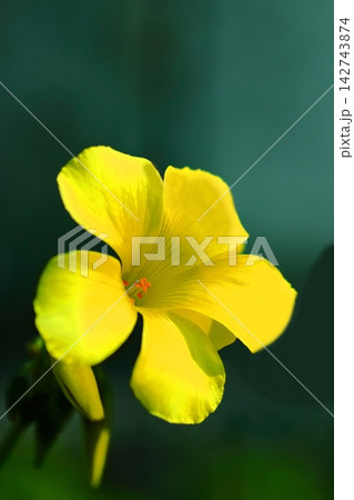 黄色いオオキバナカタバミの花 黄色いオオキバナカタバミの花 142743874