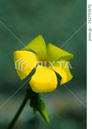 黄色いオオキバナカタバミ花 黄色いオオキバナカタバミ花 142743876