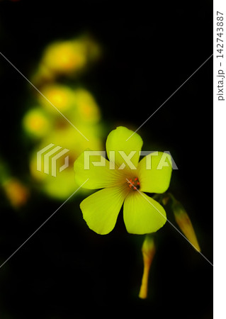 黄色いオキザリスの花 142743887