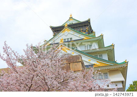 大阪府大阪市、桜と大阪城の風景 142743971