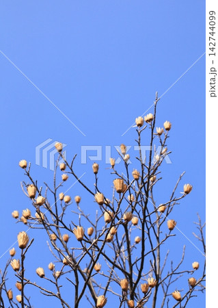ユリノキの花後と青空 142744099