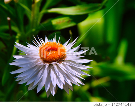 草花 草花 142744148
