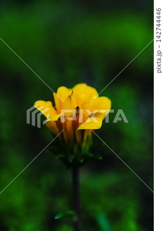 黄色いフリージアの花 黄色いフリージアの花 142744446