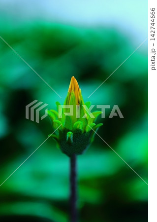 黄色い向日葵の蕾 黄色い向日葵の蕾 142744666