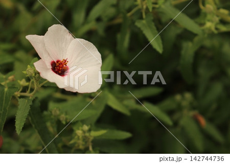 秋の花壇に咲くムクゲ 白い花 秋の花壇に咲くムクゲ 白い花 142744736