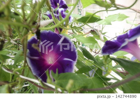 夏の花：雨の合間の：朝顔：あさがお：朝顔屋敷：9月の花 142744890