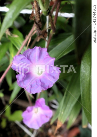 夏の花:雨の合間の:朝顔:あさがお:朝顔屋敷:9月の花 夏の花:雨の合間の:朝顔:あさがお:朝顔屋敷:9月の花 142744915