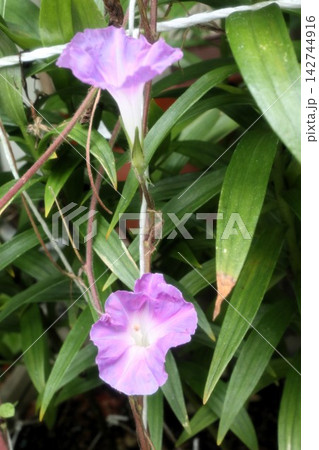 夏の花:雨の合間の:朝顔:あさがお:朝顔屋敷:9月の花 夏の花:雨の合間の:朝顔:あさがお:朝顔屋敷:9月の花 142744916