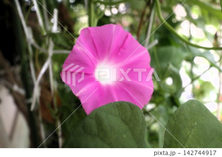 夏の花:雨の合間の:朝顔:あさがお:朝顔屋敷:9月の花 夏の花:雨の合間の:朝顔:あさがお:朝顔屋敷:9月の花 142744917