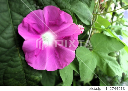 夏の花:雨の合間の:朝顔:あさがお:朝顔屋敷:9月の花 夏の花:雨の合間の:朝顔:あさがお:朝顔屋敷:9月の花 142744918