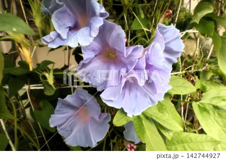 夏の花:雨の合間の:朝顔:あさがお:朝顔屋敷:9月の花 夏の花:雨の合間の:朝顔:あさがお:朝顔屋敷:9月の花 142744927