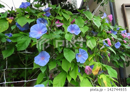 夏の花：雨の合間の：朝顔：あさがお：朝顔屋敷：9月の花 142744935