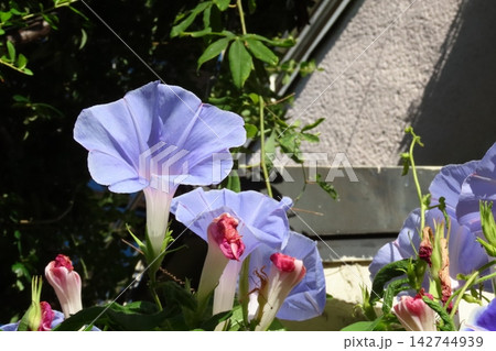 夏の花：雨の合間の：朝顔：あさがお：朝顔屋敷：9月の花 142744939