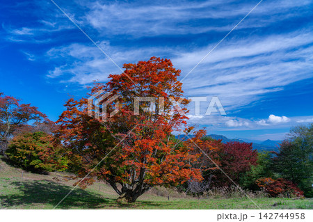 【紅葉素材】秋の大峰高原・紅葉した七色大カエデ【長野県】 142744958