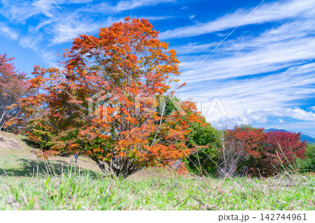 【紅葉素材】秋の大峰高原・紅葉した七色大カエデ【長野県】 【紅葉素材】秋の大峰高原・紅葉した七色大カエデ【長野県】 142744961