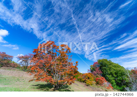 【紅葉素材】秋の大峰高原・紅葉した七色大カエデ【長野県】 142744966