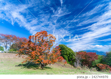 【紅葉素材】秋の大峰高原・紅葉した七色大カエデ【長野県】 142744970