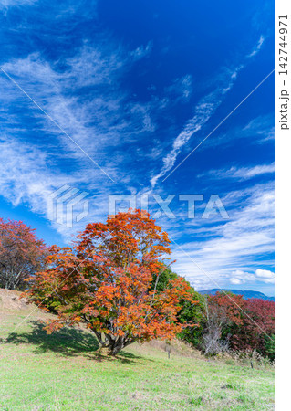 【紅葉素材】秋の大峰高原・紅葉した七色大カエデ【長野県】 【紅葉素材】秋の大峰高原・紅葉した七色大カエデ【長野県】 142744971
