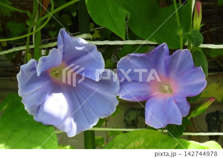 夏の花:雨の合間の:朝顔:あさがお:朝顔屋敷:9月の花 夏の花:雨の合間の:朝顔:あさがお:朝顔屋敷:9月の花 142744978