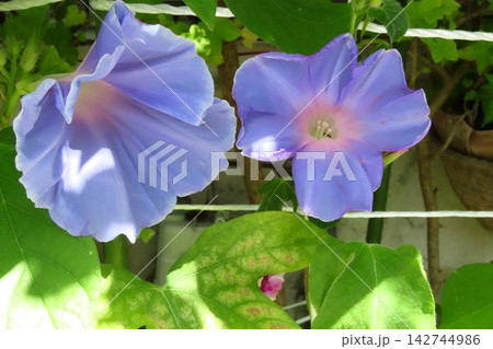 夏の花：雨の合間の：朝顔：あさがお：朝顔屋敷：9月の花 142744986