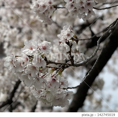 満開の桜と春のやわらかな光 満開の桜と春のやわらかな光 142745019