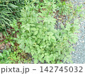 庭の雑草 142745032
