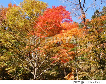 北海道 平取方面の紅葉風景(2022年10月撮影) 北海道 平取方面の紅葉風景(2022年10月撮影) 142745309