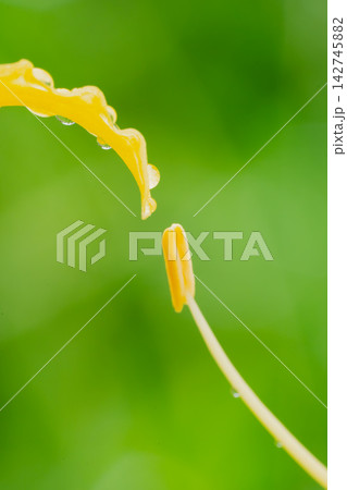 雫をまとった黄色いリコリスの花弁と雄しべ 雫をまとった黄色いリコリスの花弁と雄しべ 142745882