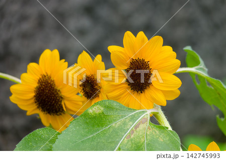 鮮やかな黄色いヒマワリの花 鮮やかな黄色いヒマワリの花 142745993