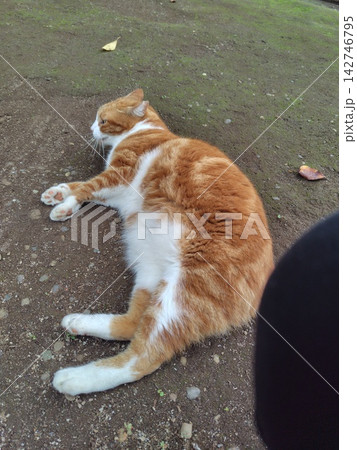 木更津太田山公園で戯れる猫 142746795