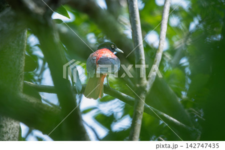 Male Maroon Oriole perched on a tree branch in Wulai, Taiwan 142747435