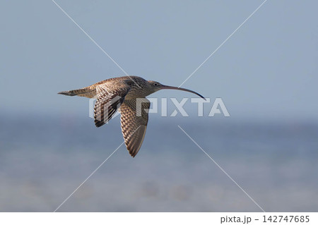 ホウロクシギ 142747685