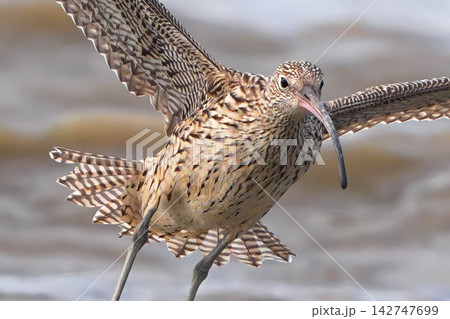 ホウロクシギ 142747699