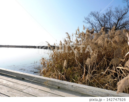 北海道苫小牧市 ウトナイ湖(2023年11月撮影) 北海道苫小牧市 ウトナイ湖(2023年11月撮影) 142747926