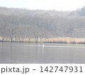 北海道苫小牧市 ウトナイ湖(2023年11月撮影) 142747931
