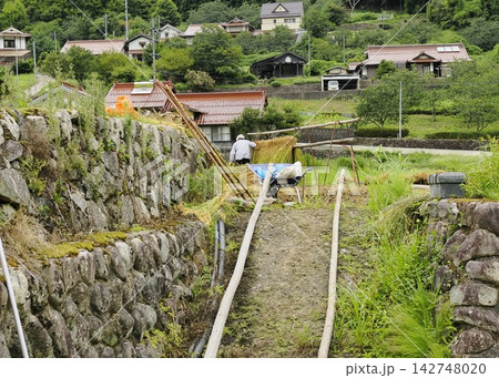 棚田のはさがけ作業(井仁の棚田) 棚田のはさがけ作業(井仁の棚田) 142748020