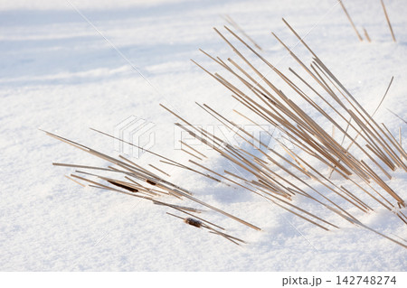 Delicate dried reed grass and a few cattail heads are in a snowdrift Delicate dried reed grass and a few cattail heads are in a snowdrift 142748274