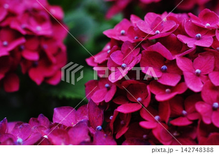 鮮やかな赤紫色が美しい紫陽花のクローズアップ 142748388