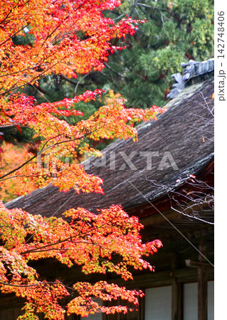 秋の大原三千院・住生極楽院(京都・左京区) 秋の大原三千院・住生極楽院(京都・左京区) 142748406