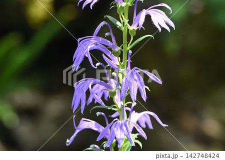 日本の湿地に自生する青紫色の花の花序が綺麗なサワギキョウ 日本の湿地に自生する青紫色の花の花序が綺麗なサワギキョウ 142748424
