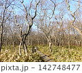 北海道苫小牧市 ウトナイ湖近辺の風景(2023年11月撮影) 142748477