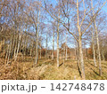 北海道苫小牧市 ウトナイ湖近辺の風景(2023年11月撮影) 142748478