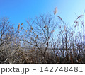 北海道苫小牧市 ウトナイ湖近辺の風景(2023年11月撮影) 142748481