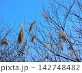 北海道苫小牧市 ウトナイ湖近辺の風景(2023年11月撮影) 142748482