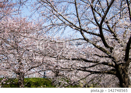満開の桜のある道 満開の桜のある道 142748565