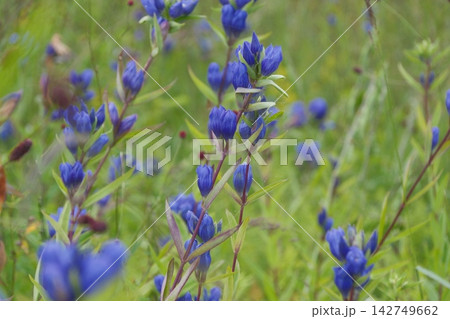 秋の湿原で鮮やかな青紫色の花を段状に咲かせるエゾリンドウの群生 秋の湿原で鮮やかな青紫色の花を段状に咲かせるエゾリンドウの群生 142749662