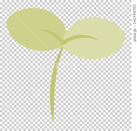 2枚の葉が開いた緑の新芽のイラスト 142749705