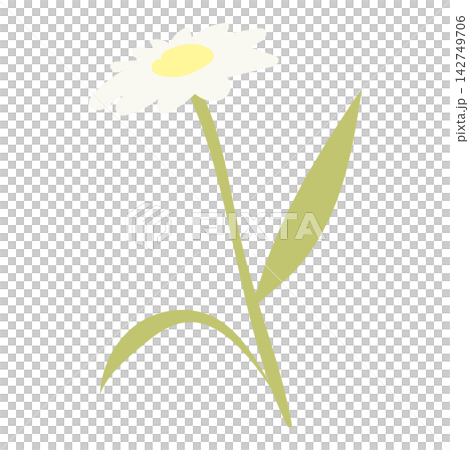 白色飛蓬花的插圖 白色飛蓬花的插圖 142749706
